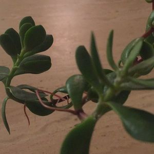 Meet your Posher, Olesya